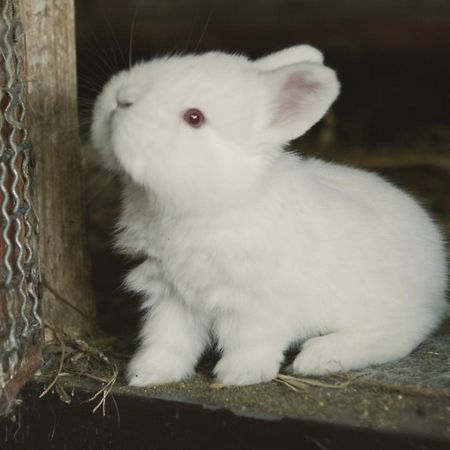 Willa Tatarska Zagroda - Agroturystyka Krosnice Zewnętrze zdjęcie